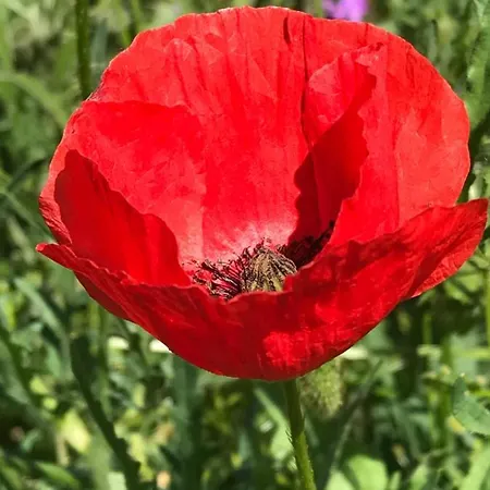 Angeliki & Apartament