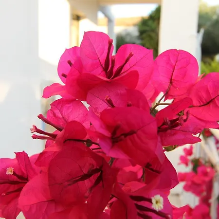 Angeliki & アパート